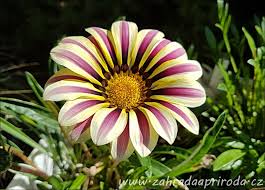 Image result for foto Gazánie