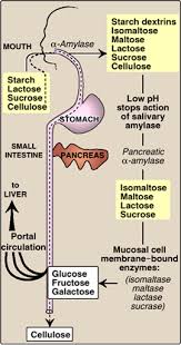 Biochemistry Tests For Food Macromolecules Quizlet Carbohydrate Digestion Mainly Occurs In The Small Intestine Salivary Amylase Stops Working In The Stomach Due To The Biochemistry Digestion Digestive Enzymes