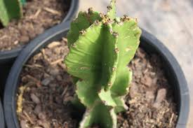 Image result for Euphorbia ingens