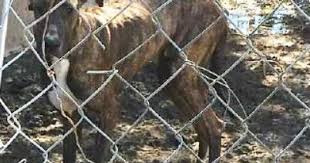 Qr code link to this post. Three Indiana Puppy Mills On 2019 Horrible Hundred List