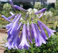 Image result for Argyrolobium tomentosum