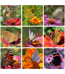 As a member of the daisy family, cosmos flowers are appealing to monarch butterflies because of their abundant flowers and rich nectar stores. Butterfly Garden Flower Seeds 15 Seed Varieties Butterfly Special Mix 1000 Seeds