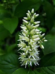 Image result for Iteaceae