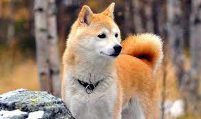 Shiba inu coin is a new coin in cryptocurrency market. Oorg73fu9v3hbm