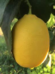 Saksıda limon yetiştirmek i̇ster misiniz? Limon Yetistiriciligi Tarimsaati