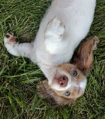 Black And Tan Dapple Longhair Dachshund My Bentley Long Hair Chocolate Tan Dapple Piebald Mini Dachshund Dapple Dachshund Puppy Dachshund Puppy Training Dachshund Puppy Black