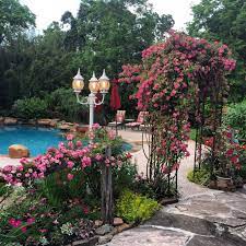 Peggy Martin Climbing Rose In Full Bloom Texas Style Thornless And Hardy Climbing Roses Backyard Flowers Garden Rose Fence