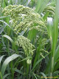 Image result for Panicum miliaceum