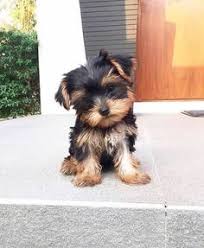 We offer a 30 days money back guarantee if you decide not to keep our puppy after our puppy arrives your home. 100 Yorkie Puppy For Sale Ideas In 2021 Yorkie Puppy For Sale Yorkie Puppy Yorkie