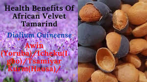 Image result for Dialium guineense