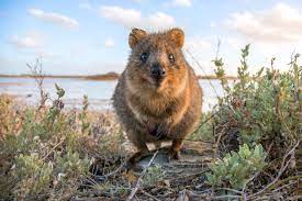 5 Days In Perth The Perfect Perth Itinerary Road Affair Animals Happy Animals Quokka