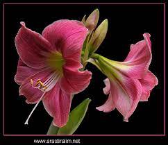 Karanligi Aydinlatan Isik Cicekler Flower Drawing Flower Painting Pretty Flowers