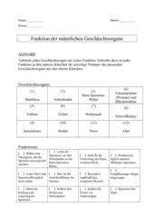 Die Mannlichen Geschlechtsorgane Und Deren Funktion Ab Oder Folie 4teachers De