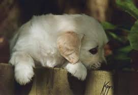 The goals and purposes of this breed standard include: Puppy Advice And Puppy List The Golden Retriever Club