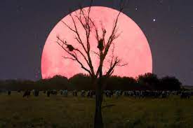 I saw it written and i saw it say pink moon is on its way and none of you stand so tall pink moon gonna get you all. Super Pink Moon 2020 What Is A Super Pink Moon Catch The Biggest Brightest Full Moon In India Today 8 05 Am Ist Technology News Firstpost