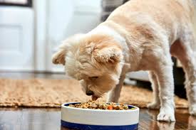 Dog milk has a different blend of protein, fat, carbohydrates nutritional weaning is complete when the puppies are eating only puppy food and no longer nursing at all. Feeding Your Dog How Often Should Dogs Eat And How Much