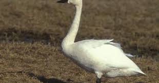 Identification Water Birds Of Colorado Tundra Swan Seen Tundra Swan California Condor