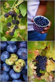 Baies Et Petits Fruits Cuisine Campagne Fruits Frais Fruits Bleus
