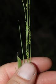 Image result for Setaria