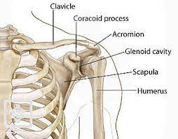 Bones Joints Of The Shoulder Anatomy Bones Shoulder Anatomy Shoulder Bones