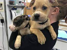 Pin On Dog Rescues