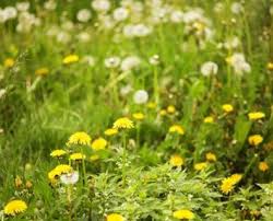 Jerry cunningham wonders the same thing, so gardening by the yard host paul james comes to the rescue with answers. How To Get Rid Of A Lawn Full Of Weeds Davey Blog