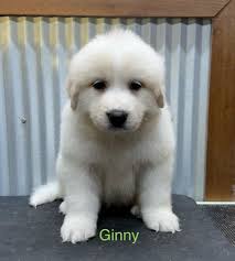 Misty Creek Corgis and Pyrenees