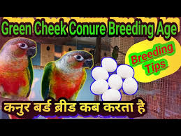 Green-Cheek Conure Care Sheet: Food, Habitat & Health | Petco