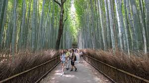 Greatbigcanvas.com has been visited by 100k+ users in the past month Arashiyama Bamboo Forest Gaijin Go Japan