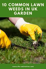 An excellent source of nectar. 10 Common Lawn Weeds In Uk Garden Tips To Get Rid Of