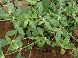 Image result for Alternanthera sessilis