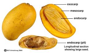 We did not find results for: Durian Papaya Mango Cashew Hog Plum Kaffir Plum Photos