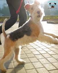 Dog Harness Babycarevideos Dog Harness 2020 Sevimli Hayvan Yavrulari Komik Hayvanlar Kopek