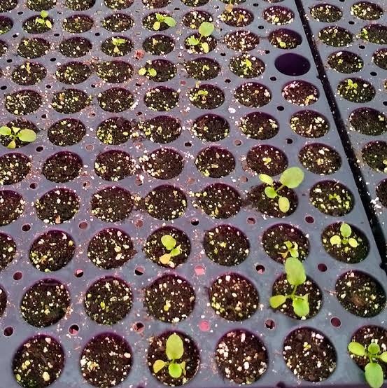 Damping-off | Purdue University Vegetable Crops Hotline