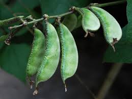 Image result for Lablab purpureus