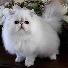 To identify a persian cat, check to see if the cat has a round face with puffy cheeks and a snubbed nose, which are typical persian cat features. Persian Cat Simple English Wikipedia The Free Encyclopedia