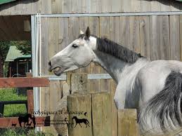 Du Pain Pour Les Chevaux Les Poneys Et Les Anes Techniques D Elevage