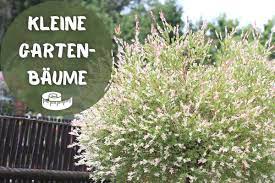 Gärtner anleitung |öko garten tutorial profi schritt. 17 Kleine Baume Fur Kleine Garten Und Vorgarten Gartenlexikon De
