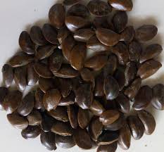 African Star Apple Seed Chrysophyllum Albidum Download Scientific Diagram