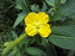 Image result for Ludwigia octovalvis