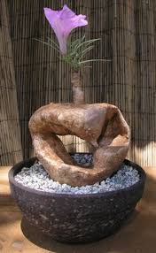 Image result for Ipomoea bolusiana