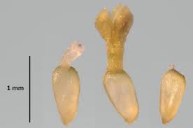 Image result for Dichrocephala