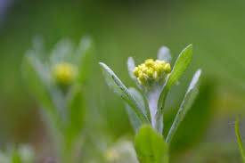 Image result for Gnaphalium unionis