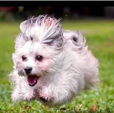 Havanese puppies for sale in florida. Teacup Havanese Puppies For Sale Online Shopping