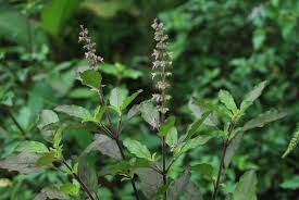 Introducing teh misai kucing.benefits;inhibits production of uric acid & reduces risk of gout.#tealovers #misaikucing pic.twitter.com/znegjrufqu. Suria Helang Lui Edible Landscape Misai Kucing