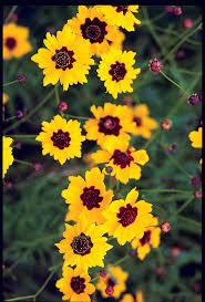 The species is often used in butterfly gardens. Wildflowers Of Texas Texas Highways