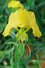 Image result for Commelina africana