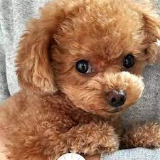 We did not find results for: Teddy Bear Teacup Poodle Puppies For Sale In 2021 Mini Poodle Puppy Poodle Puppy Toy Poodle Puppies
