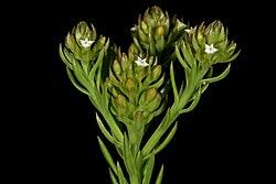 Image result for Thesium megalocarpum