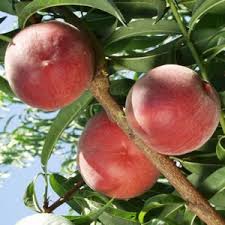 Image result for Sierra Peach 1957 Hudson